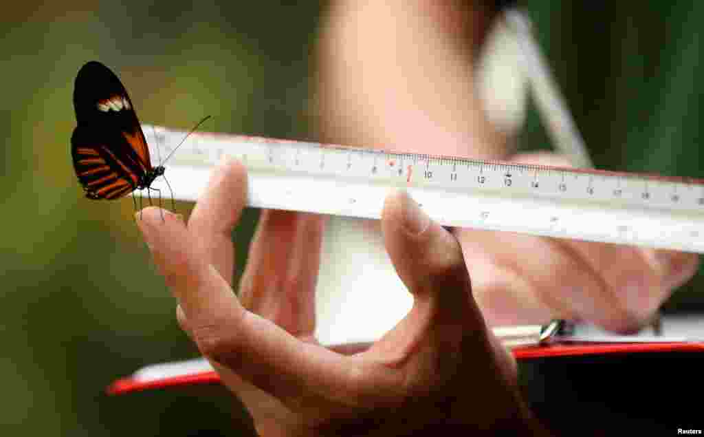 A zoo keeper measures a Postman Butterfly at ZSL Whipsnade Zoo 2021 weigh-in and measurement, in Dunstable, Britain.