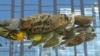 Glass Buildings Are Deadly for Birds in the City