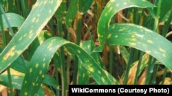 Wheat leaf rust occurs worldwide wherever wheat is grown, and is one of the most economically significant fungal diseases in wheat and other cereal crops.