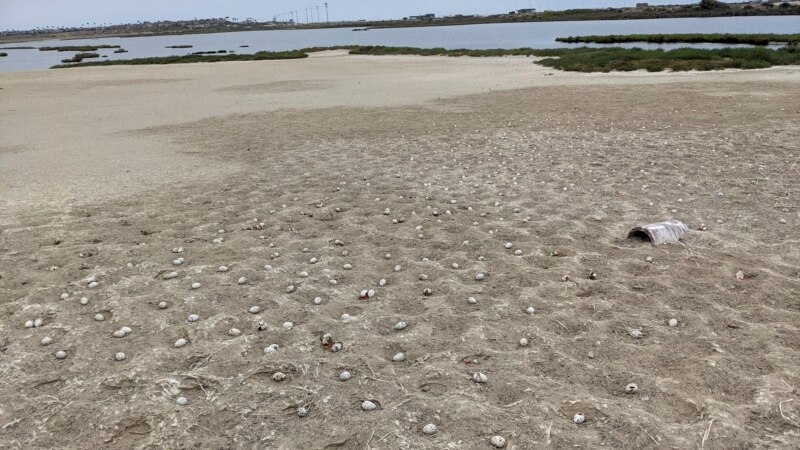 3,000 Eggs Left After Drone Scares Birds