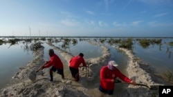 Fishermen dig canals in order for fresh and salt water to mingle, as part of a mangrove restoration project near Dzilam de Bravo, in Mexico's Yucatan Peninsula, Oct. 9, 2021.