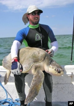 Sea turtle expert Blair Witherington, with the Florida Fish and Wildlife Conservation Commission, holds a Kemp's Ridley sea turtle, one of the rarest turtles in the world.