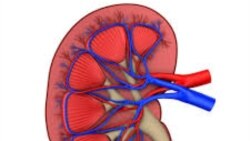 Chioneso Jani Reports on Zimbabwe's Observation of World Kidney Day