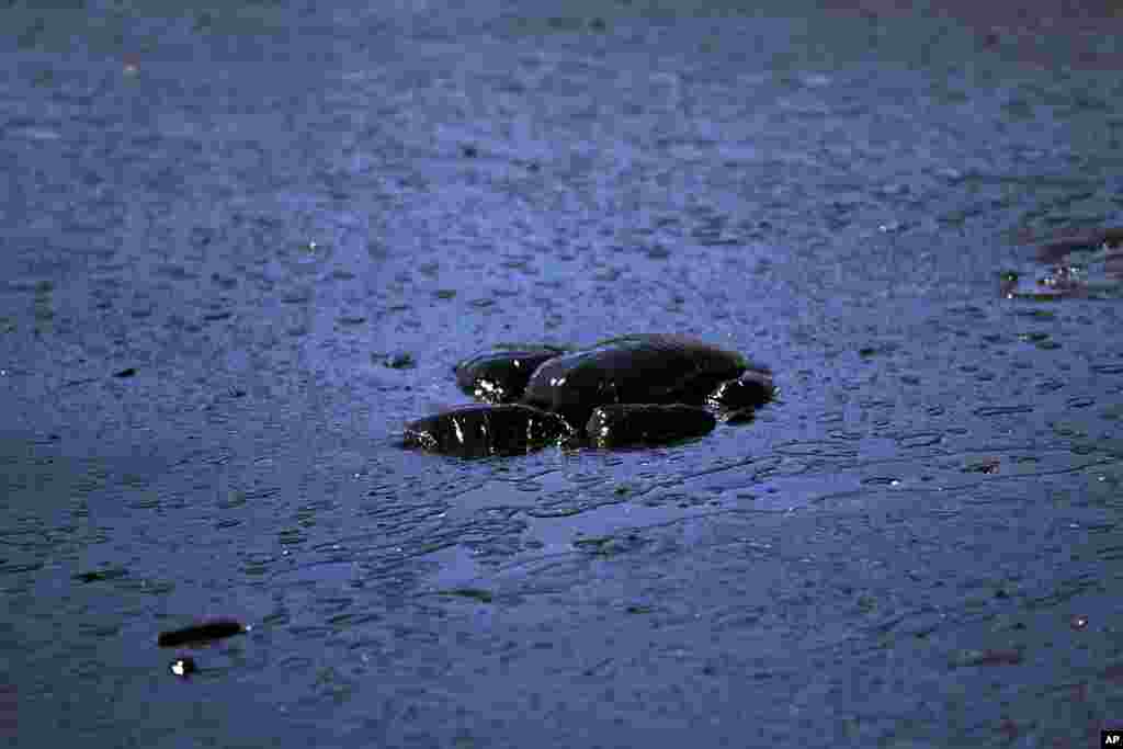 A dead sea turtle floats in waters polluted by a big oil spillage in a bay on the island of Salamina near Athens, Greece.