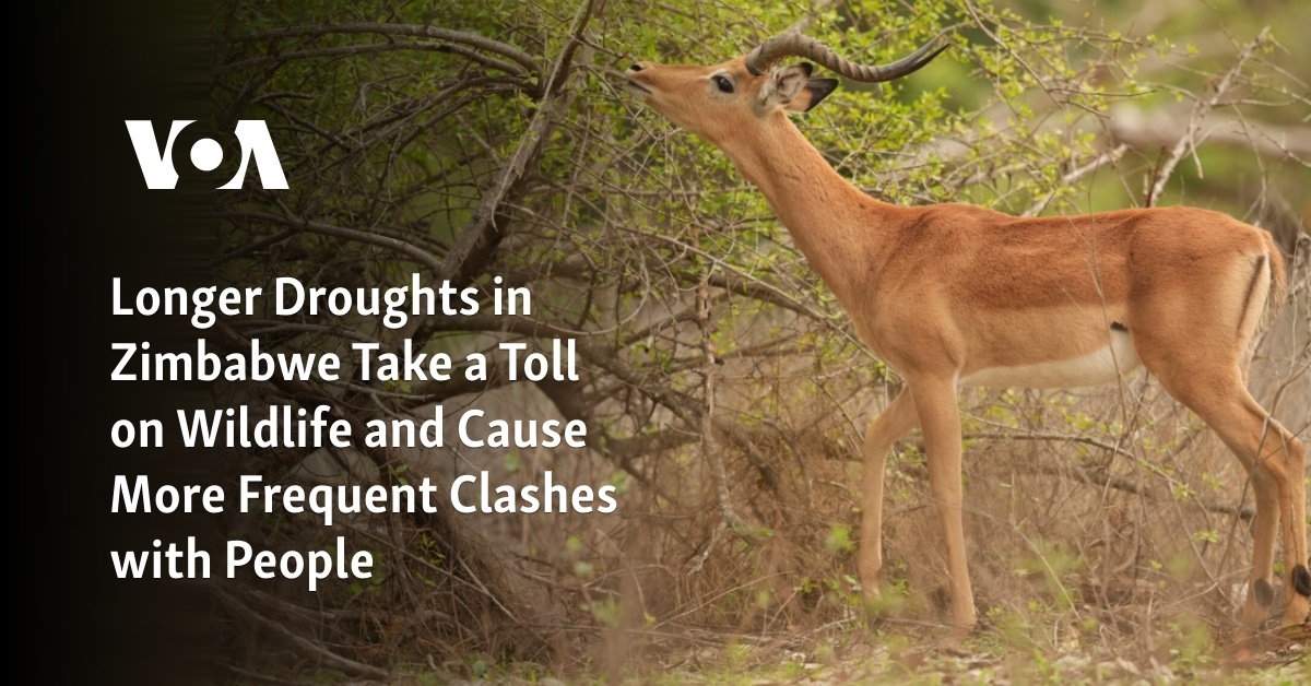 Longer Droughts in Zimbabwe Take a Toll on Wildlife and Cause More Frequent Clashes with People