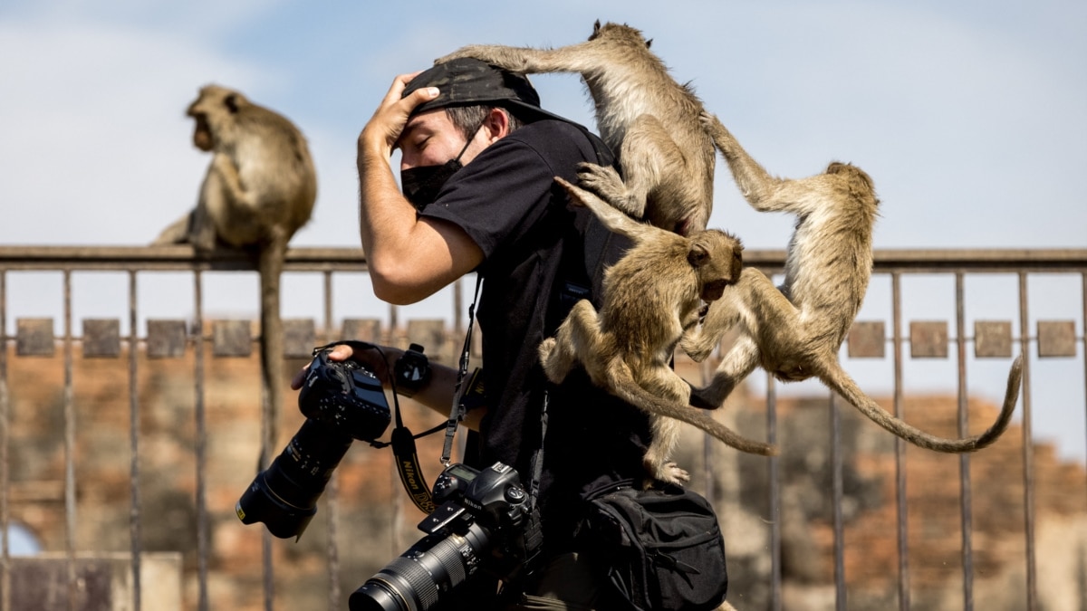 To Have a Monkey on Your Back' Is No Laughing Matter