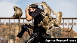 FILE - Macaque monkeys climb onto a news photographer at the Phra Prang Sam Yod temple during the annual Monkey Buffet Festival in Lopburi province, north of Bangkok, Thailand, Nov. 28, 2021. (Photo by Jack TAYLOR / AFP)