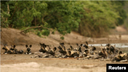 A pack of critically endangered African wild dogs lies on a riverbed after killing and eating a Bushbuck n the Mana Pools National Park, a World Heritage Site, in northern Zimbabwe November 7, 2009. (REUTERS/Howard Burditt)