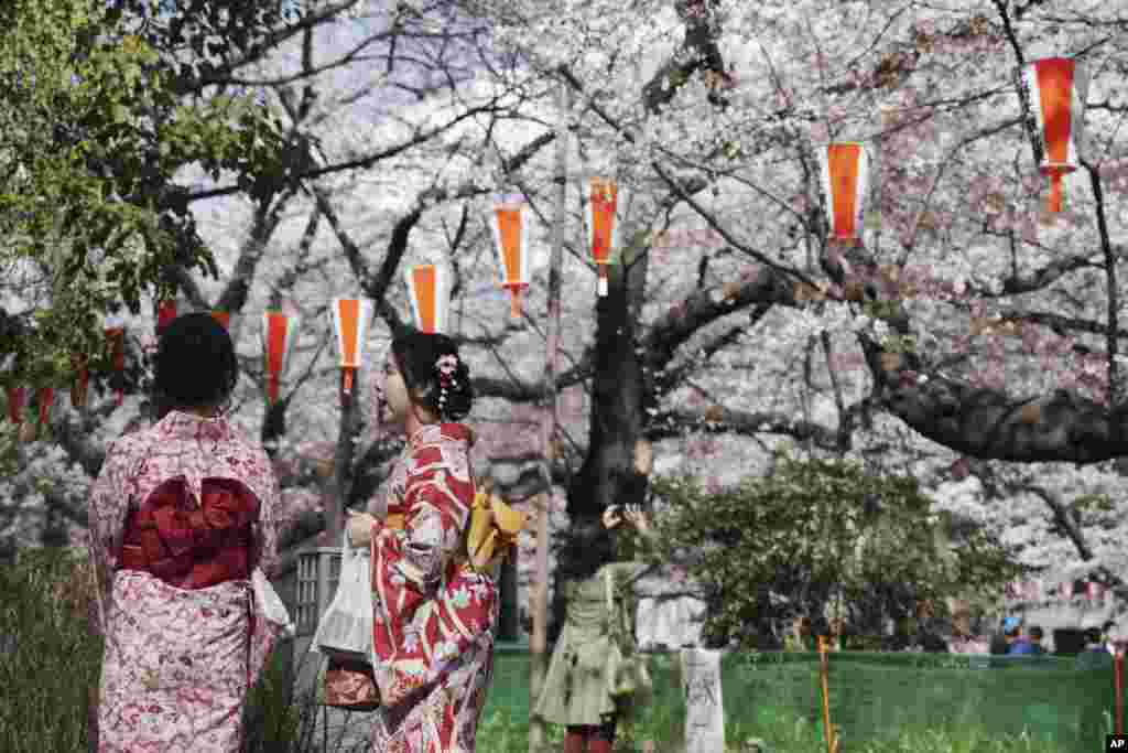 2018年3月23日，穿着和服的游客欣赏东京盛开的樱花。樱花绽放，标志着日本春天到来。不过有专家指出，日本樱花面临着一种外来昆虫&ldquo;红颈长角天牛&rdquo;（Aromia bungii） 侵蚀的威胁，如果不采取措施，日本的樱花树可能会遭到损坏。
