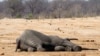 The carcass of an elephant which was killed after drinking poisoned water, lies near a water hole in Zimbabwe's Hwange National Park, September 27, 2013. 