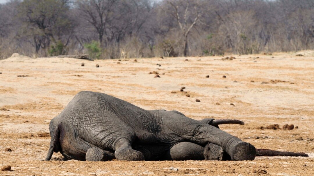 Elephants Killed by Cyanide Reveal Alarming Innovation in Poaching Tactics