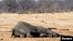 Une carcasse d’un éléphant mort après avoir bu de l’eau empoisonnée git près d’un puit dans le parc national d’Hwange, à près de 840 km à l’est d’Harare, 27 septembre 2015. REUTERS/Philimon Bulawayo