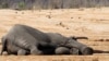 Manager Accused of Supplying Elephant Poisoning Chemical 