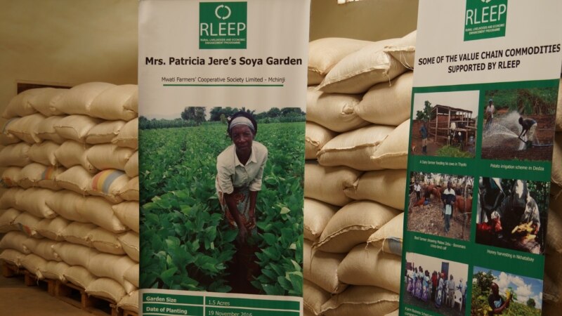 Malawi Farmers Want Maize Export Ban Lifted Malawi Farmers Want Maize Export Ban Lifted