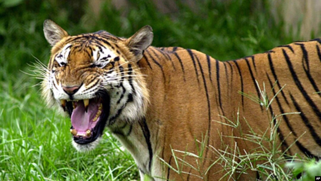 bengal tigers roaring