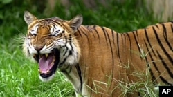 A Royal Bengal tiger roars at the Dhaka zoo at Mirpur district in Dhaka, Bangladesh (2003 file photo)