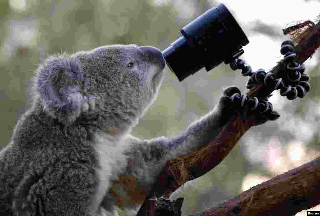An Australian Koala looks at a camera as it sits atop a branch in its enclosure at Wild Life Sydney Zoo.