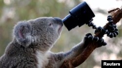Seekor koala Australia melihat ke kamera di batang pohon di Kebun Binatang Satwa Liar Sydney, 3 April 2014. 