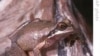 Australian Frogs Change Their Tune to Find Love