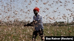 A man tries to scare off a group of desert locusts away from a farm, near the town of Rumuruti, Kenya on February 1, 2021. (REUTERS/Baz Ratner/File Photo)