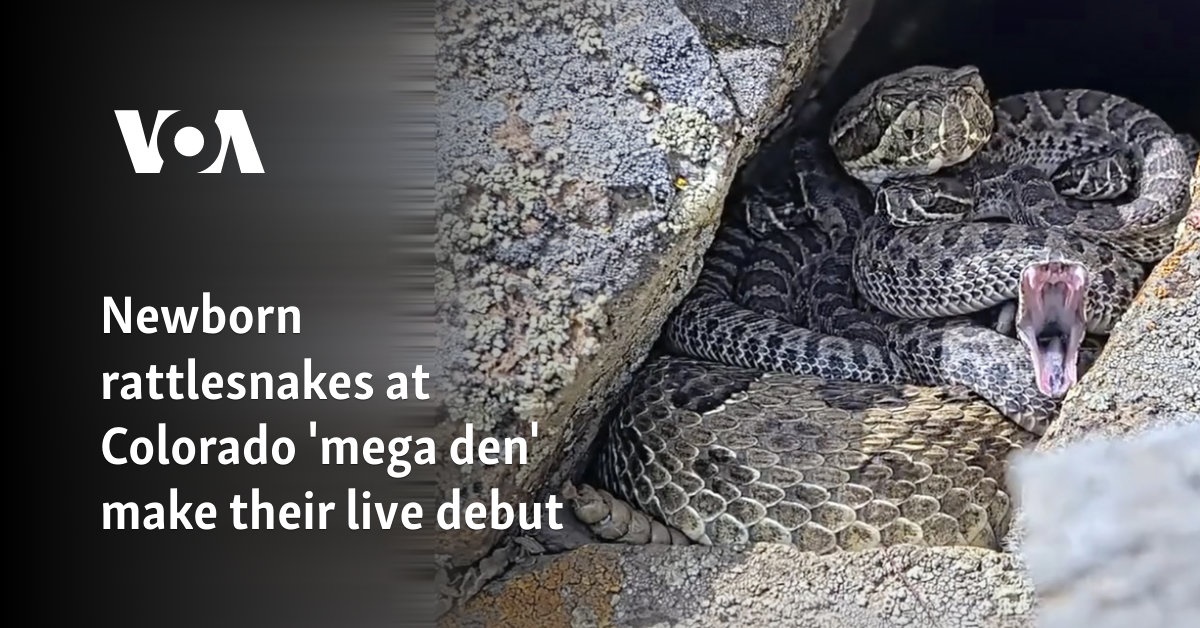 Newborn rattlesnakes at Colorado ‘mega den’ make their live debut