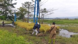 Demplot padi sawah apung oleh PT. Poso Energy seluas 0,5 are (50 meter persegi) di desa Buyumpondoli, Kabupaten Poso, Sulteng. Selasa, (12/10/2021). (Foto: VOA/Yoanes Litha)