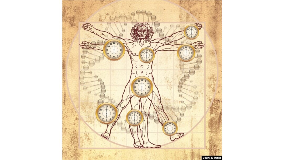 A newly discovered biological clock goes beyond Leonardo de Vinci’s image of the ideal man to add time and measures the age of most human tissues, organs and cells throughout the body. (Credit: UCLA/Horvath Lab)