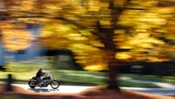 FILE - A motorcyclist cruises by a maple tree displaying its bright fall foliage in Freeport, Maine, Oct. 6, 2014.