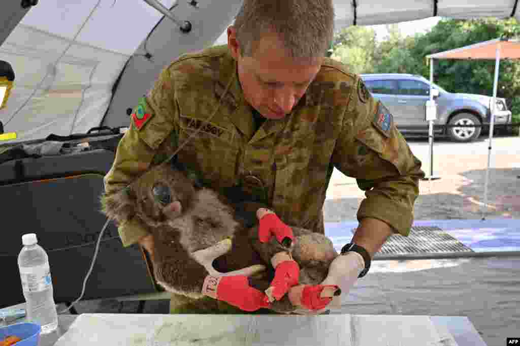 A member of the Australian Defence Force picks up an injured Koala after it was treated for burns at a makeshift field hospital at the Kangaroo Island Wildlife Park on Kangaroo Island.