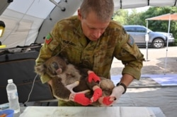 Seorang anggota Angkatan Pertahanan Australia mengambil Koala yang terluka setelah dirawat karena luka bakar di rumah sakit darurat di Taman Margasatwa Pulau Kanguru di Pulau Kanguru, 14 Januari 2020.