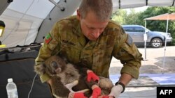 Một quân nhân Úc ẵm một con Koala bị thương sau khi nó được chữa bỏng ở một bệnh viện dã chiến trên đảo Kangaroo ngày 14/1/ 2020.