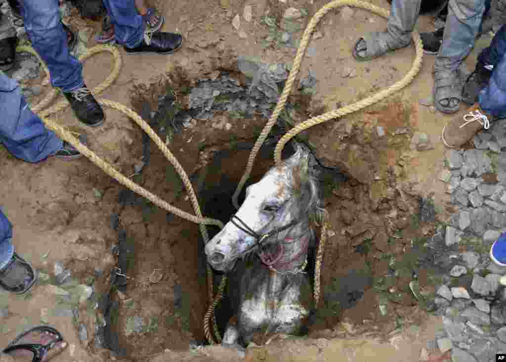 Dân chúng, ở Jalandhar, bang Punjab miền bắc Ấn Độ, cố gắng cứu con ngựa bị rơi xuống hố. Truyền thông địa phương cho biết phải mất 2 tiếng đồng hồ mới kéo được con ngựa lên khỏi hố, 5/3/ 2014.