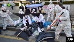 Aktivis Korea Selatan mendemonstrasikan nelayan-nelayan Jepang menombak seekor “paus” dalam unjuk rasa di depan Kedutaan Besar Jepang di Seoul, 7 Desember 2015. Mereka memprotes armada perburuan paus Jepang yang menuju ke Arktika untuk membantai paus-paus.