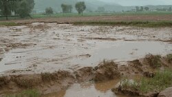 Повінь знищила рисові поля в Північній Кореї