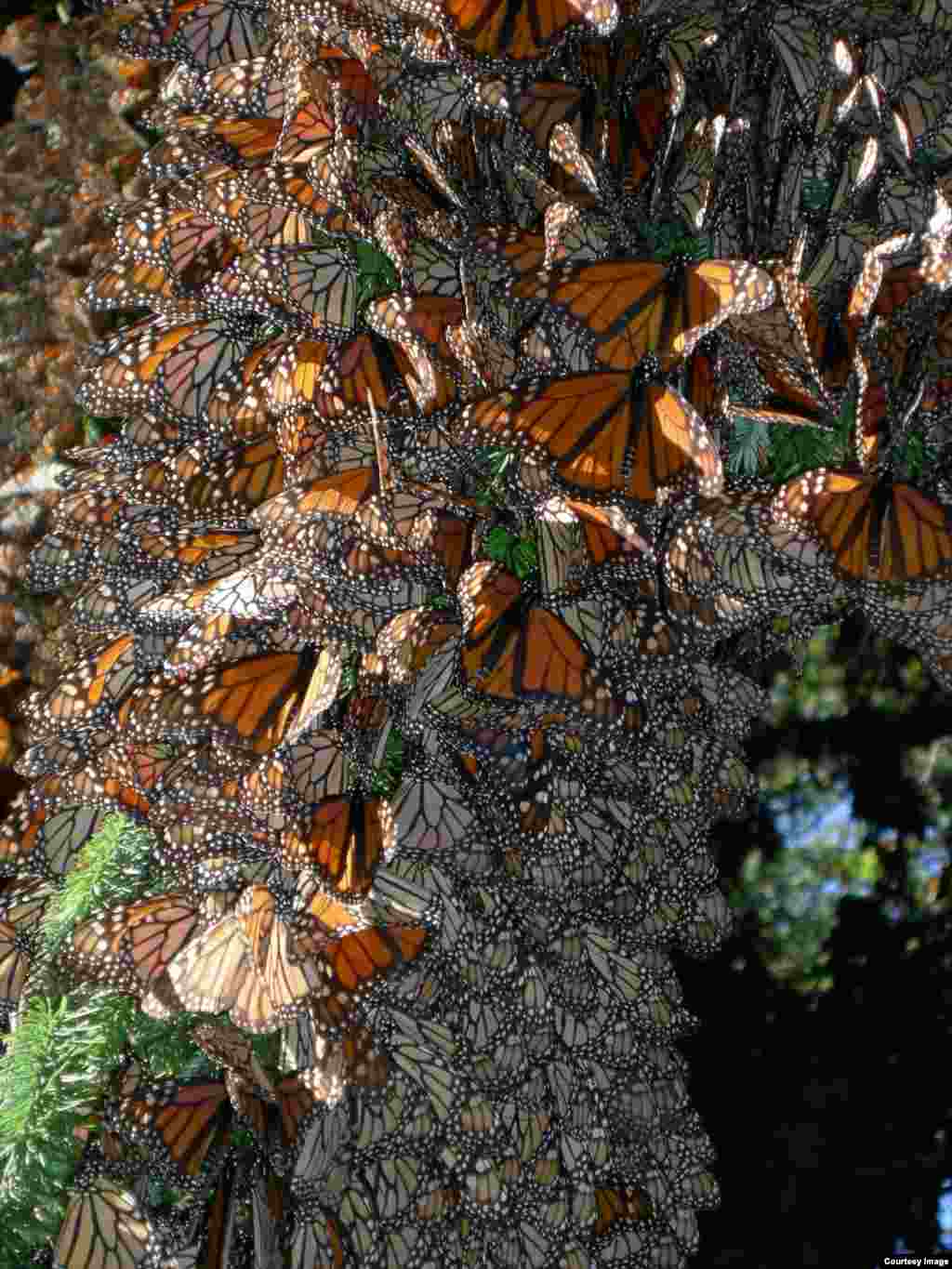 Monarchs cluster together for warmth in a Mexican overwintering site. (Credit: Jaap de Roode)