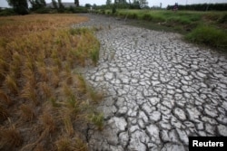 FILE - Dried-up rice is seen on a paddy field stricken by drought in Soc Trang province in Mekong Delta in Vietnam, March 30, 2016.