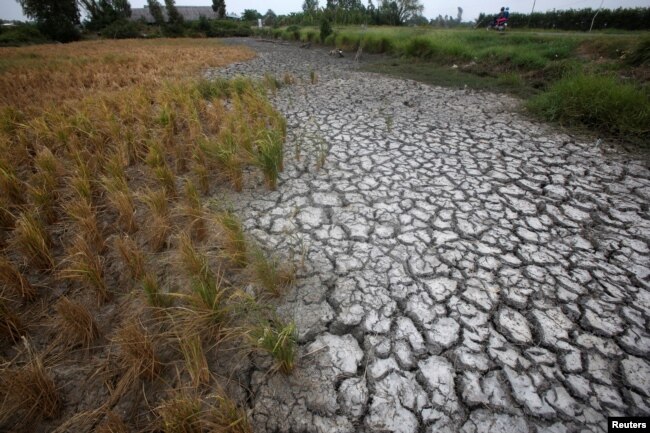 FILE - Dried-up rice is seen on a paddy field stricken by drought in Soc Trang province in Mekong Delta in Vietnam, March 30, 2016.