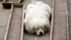 2011年3月26日中國湖北省武漢一隻流浪狗