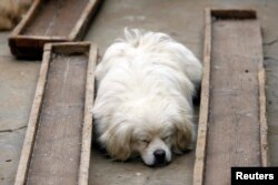 FILE - A stray dog rests next to makeshift food sinks at Li Zongwen's house on the outskirts of Wuhan, Hubei province, China, March 26, 2011.