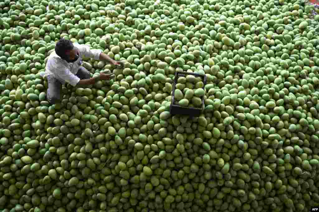 A worker goes through raw mangoes at the Gaddiannaram fruit market during a nationwide lockdown as a preventive measure against the disease COVID-19, in Hyderabad, India.
