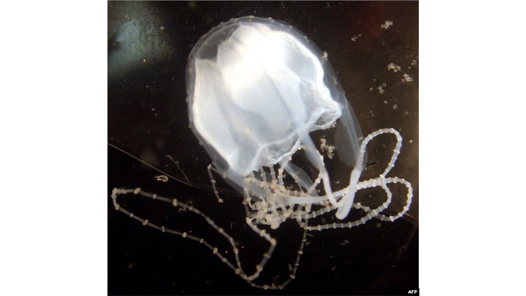 Spesies baru ubur-ubur irukandji, yang dianggap para peneliti sebagai salah satu hewan paling beracun di dunia, tampak di pesisir laut Broome, Australia Barat, 22 April 2004.
