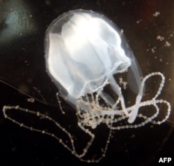 Spesies baru ubur-ubur irukandji, yang dianggap para peneliti sebagai salah satu hewan paling beracun di dunia, tampak di pesisir laut Broome, Australia Barat, 22 April 2004.