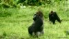 Researchers: Ebola Vaccine for Apes Protects Humans Too