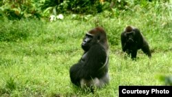 Lowland gorillas (copyright 2012 Chris Whittier)