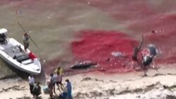 At Least 10 Whales are Dead and Dozens Stranded off Florida's Southwest Coast