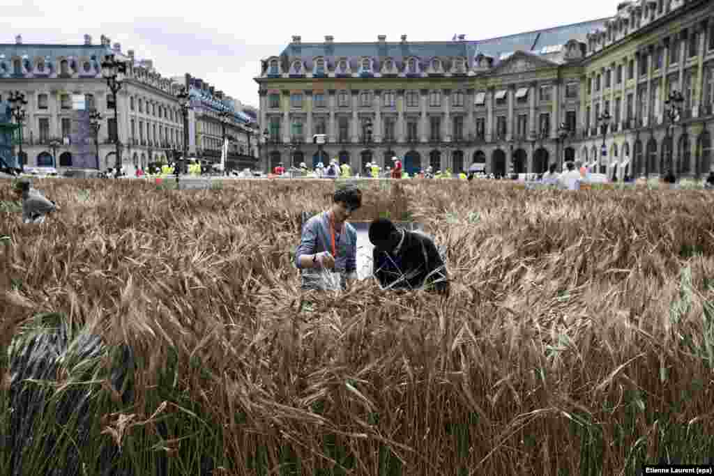 Around 150 people work on the Gad Weil&#39;s art installation entitled &#39;Bles de Vendome&#39; (Vendome&#39;s Wheat) in Paris, France.