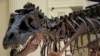 کشف قدیمی ترین فسیل مغز دایناسور در بریتانیا