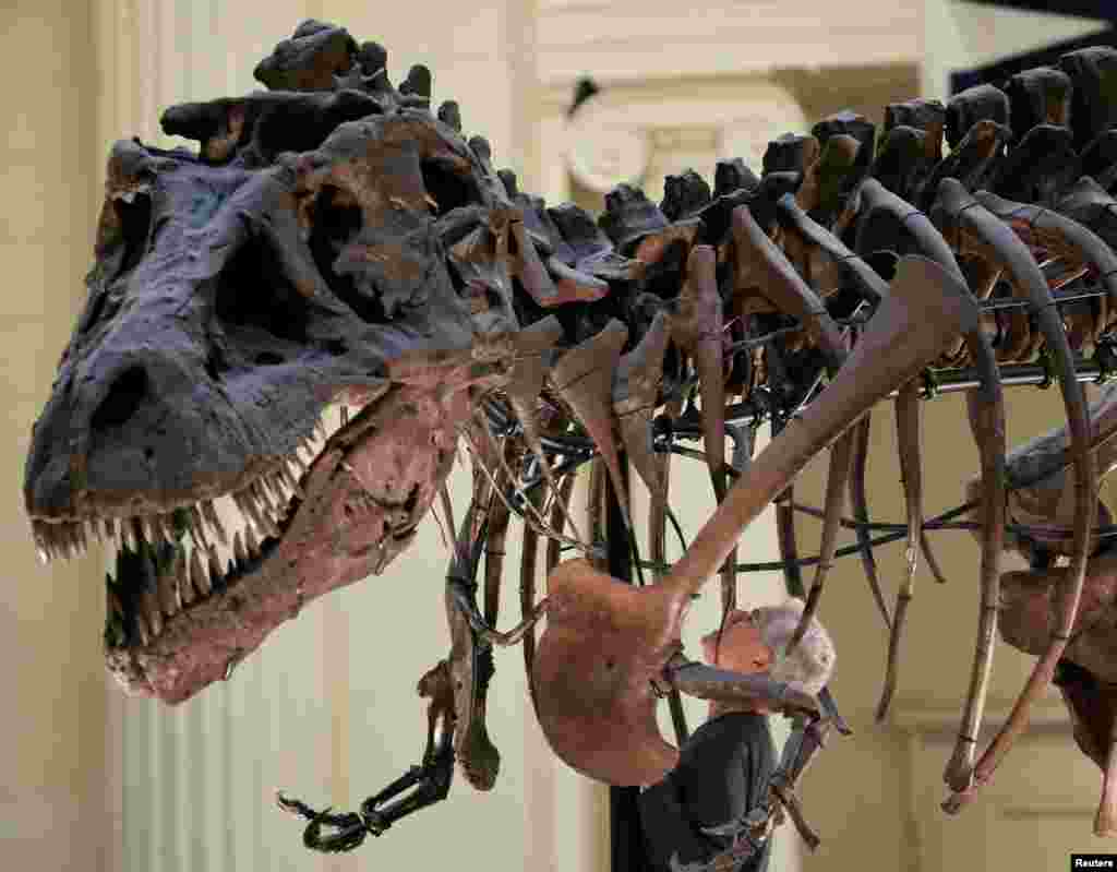 미국 일리노이주 시카고의 &#39;필드&#39; 박물관 관계자가 &#39;수&#39;라는 이름의 티라노사우루스 화석에서 연구 목적으로 앞다리를 떼어내기 위해 관찰하고 있다.