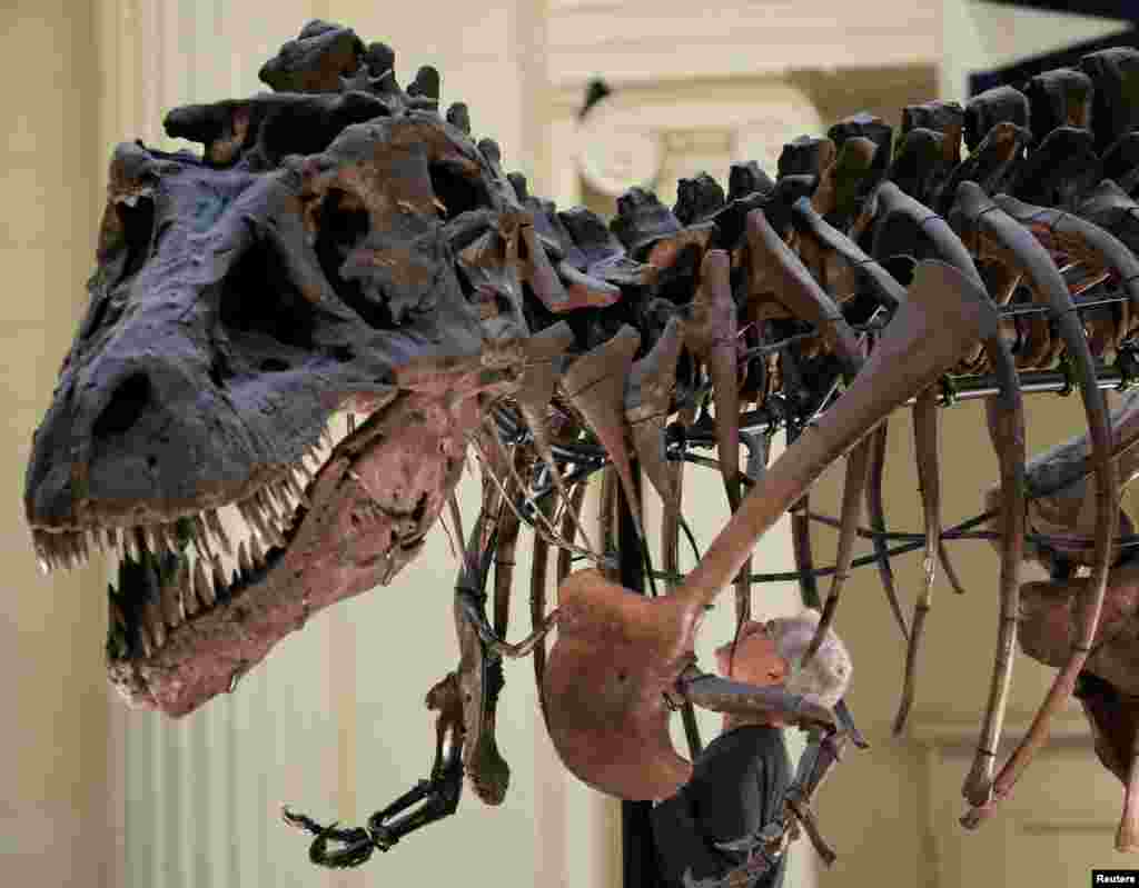 Bill Simpson looks inside a fossil of a Tyrannosaurus Rex known as "SUE" before removing its forelimb to be used for research, at the Field Museum in Chicago, Illinois.