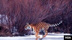 Un tigre sauvage en Russie.